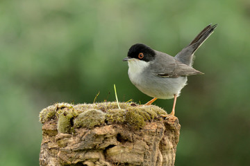 curruca cabecinegra (Sylvia melanocephala) en un tronco en el parque  Marbella Andalucía España 