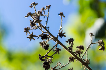 dry blackberry branch in the forest