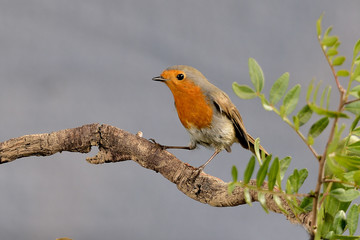 petirrojo (Erithacus rubecula) en una rama con fondo azul Marbella Andalucía España	