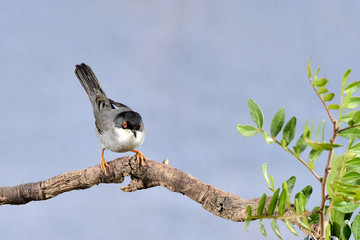 curruca cabecinegra en una rama con tallos verdes (Sylvia melanocephala) Marbella Andalucía España	 