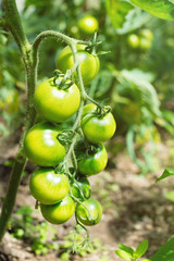 Fresh bunch of green unripe natural tomatoes growing on a branch in homemade greenhouse. Blurry background and copy space for your advertising text message