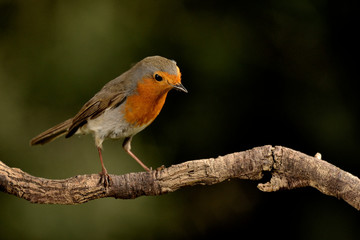 petirrojo European robin en una rama con fondo verde (Erithacus rubecula) Marbella Andaluc&iacute;a Espa&ntilde;a	