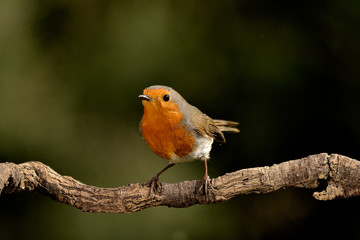 petirrojo (Erithacus rubecula) en una rama con fondo verde Marbella Andalucía España	