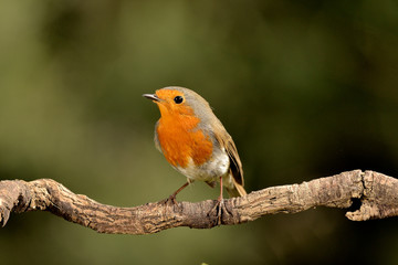petirrojo European robin en una rama mirando de lado Marbella Andaluc&iacute;a Espa&ntilde;a	