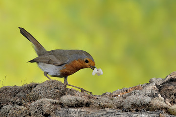 petirrojo en un tronco en el suelo (Erithacus rubecula) Marbella Andalucía España	  