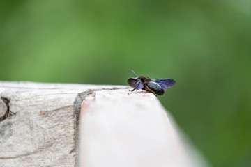 Xylocopa valga is a species of carpenter bee common to: western, central and southern Europe