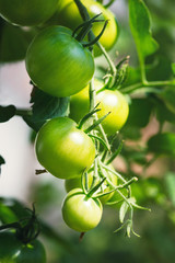 Fresh bunch of green unripe natural tomatoes growing on a branch in homemade greenhouse. Blurry background and copy space for your advertising text message