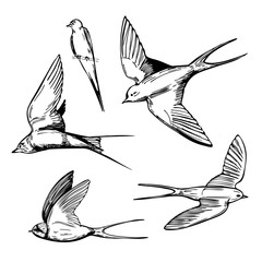 Hand drawn swallows on white background. Vector sketch  illustration.