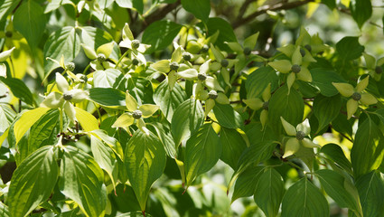 Asiatische Blüten-Hartriegel (Cornus kousa) mit Blütenstände in kleinen kugeligen Doldenvier ersetzt durch weiße bis cremefarbene dekorativen Hochblätter