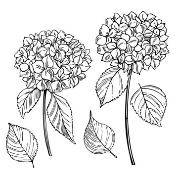Hand drawn garden flowers on white background. Hydrangea. Vector sketch  illustration.