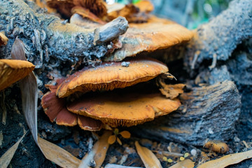 Yellow large toadstool or fungus or mushroom on a forest ground in a wet surface of monsoon or rainy weather