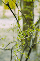 Branches. Green leaves. The first spring greens. Green foliage.