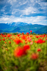 Fototapeta na wymiar blooming spring meadow with red poppies on a background of alpine Italian mountains, focus on mountains and blue clouds, vertical position