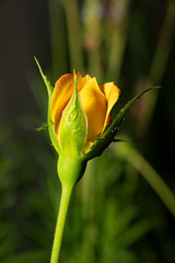 A beautiful rose bud with water drops in a garden