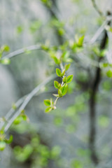 Branches. Green leaves. The first spring greens. Green foliage.