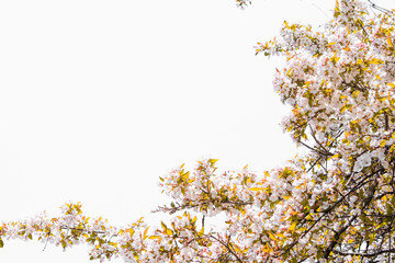 Cherry tree blossom on white sky.