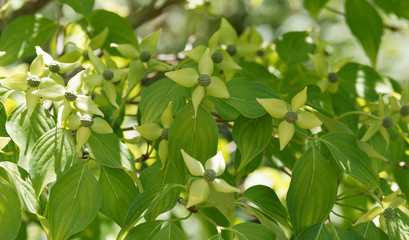 Cornus kousa gennant Asiatische Blüten-Hartriegel, fantastischen Frühlingfärbung mit eleganten Dunkelgrün laubfarbe und cremeweißen Blüten
