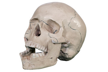 human skull isolated
