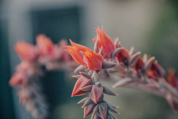 Fototapeta premium Pink flours. Pink plant.