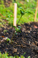 young creole potato seedling