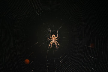 Orb Weaver Spider
