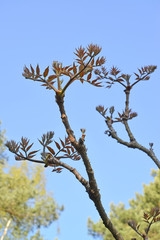 Aralia high (Aralia elata). Branches with young leaves on a background of blue sky