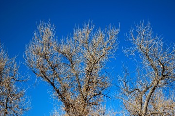 Dried flower in beautiful colorado,  USA