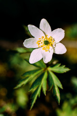 Anemone nemorosa. 
Dubrenka windworm - a perennial herb; species of the genus Anemone of the family Ranunculaceae
