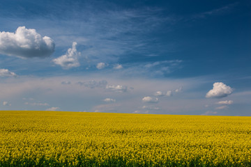 A mesmerizing view of a beautiful yellow rapeseed field under cloudy sky