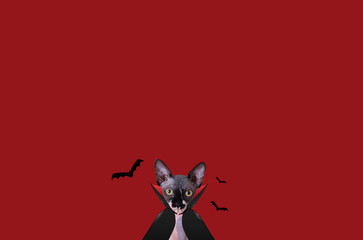 Sphinx cat art. Clothing for pets. Sphinx cat on a simple background. Cat and halloween. Dracula cat