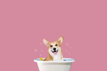 Welsh Corgi washes. Corgi on a plain background. Welsh Corgi art