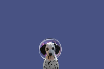Dalmatian beautiful picture. Dalmatian on a plain background. Dog art. Dog in space