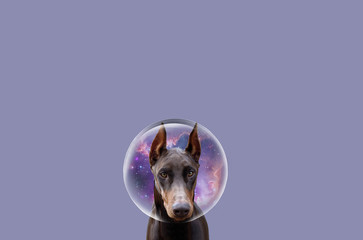 Adult doberman pinscher on a simple background. Doberman art. Shorthair dog