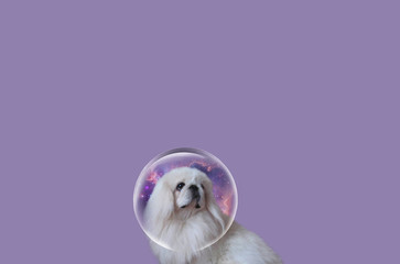 Cute Pekingese on plain background. Pekingese close-up. A dog in space. Bright picture of the Pekingese