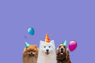 Dog Party. English Cocker Spaniel art. Dog's birthday. Samoyed art. Happy pets in holiday caps. Pomeranian spitz art.