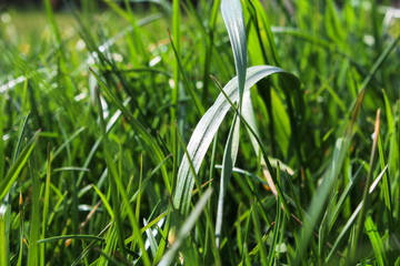 Trawa w ogrodzie w słoneczny dzień
