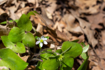 Close up view of a small white native hepatica (anemone) wildflower blooming undisturbed in a woodland setting 