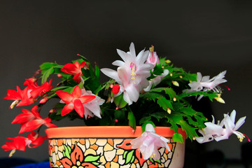 Room decoration. pink and red flowers of Schlumbergera on black background