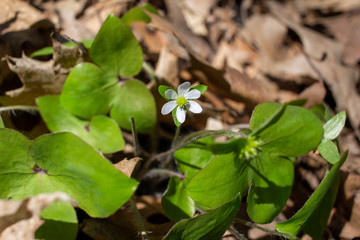 Close up view of a small white native hepatica (anemone) wildflower blooming undisturbed in a...