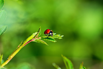 Red ladybug on green leaves. Macro photography.