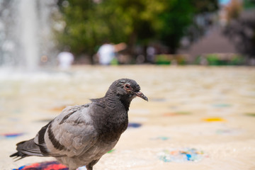 Pigeons in the city park. Close-up pigeons.