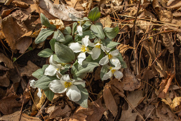 Close up view of native white snow trillium (trillium nivale) wildflowers blooming undisturbed in a woodland setting 