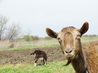 spring, village, summer, sun, birds, domestic animals, goats. rural yard.