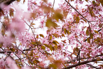 Beautiful and fresh spring backgrund with blurry light pink cherry blossom tree branches
