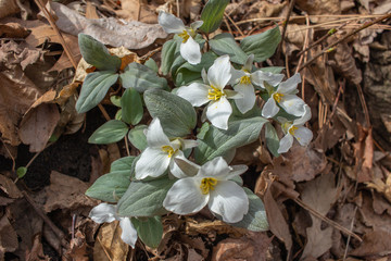 Close up view of native white snow trillium (trillium nivale) wildflowers blooming undisturbed in a woodland setting 