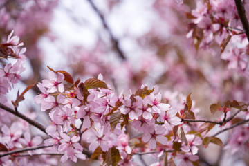 Beautiful and fresh spring backgrund with blurry light pink cherry blossom tree branches
