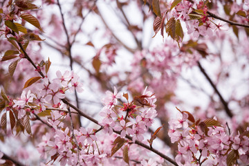 Beautiful and fresh spring backgrund with blurry light pink cherry blossom tree branches