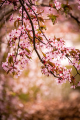 Beautiful and fresh spring backgrund with blurry light pink cherry blossom tree branches
