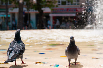 Pigeons in the city park. Close-up pigeons.