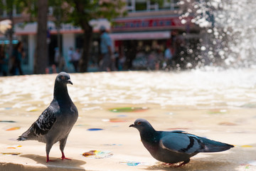 Pigeons in the city park. Close-up pigeons.